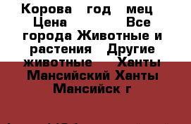 Корова 1 год 4 мец › Цена ­ 27 000 - Все города Животные и растения » Другие животные   . Ханты-Мансийский,Ханты-Мансийск г.